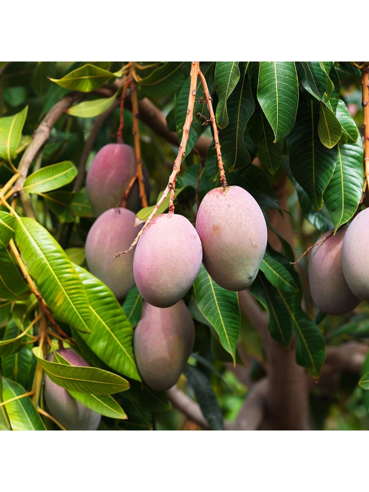 VILAD (Mangifera indica)